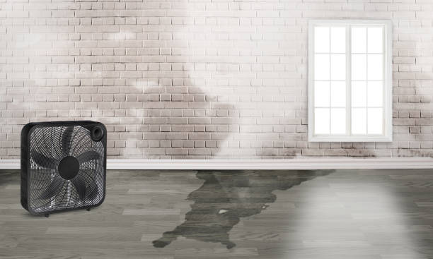 Best Basement water damage restoration  in San Manuel, AZ