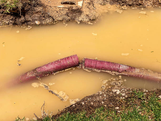 Best Mold removal after water damage  in San Manuel, AZ